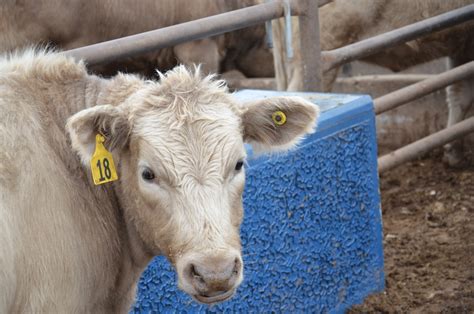 USDA official ID to be RFID ear tag 